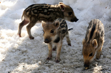 Young wild pigs
