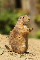 Prairie dog standing upright and holding a twig