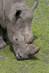 Obraz premium Rhinoceros