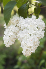 Bunch of white lilac flowers blossoming with selective focus