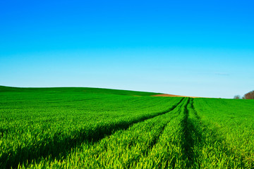 Green wheat fields with blue