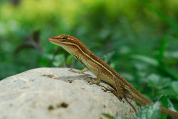 Anolis auratus - (Polychrotidae sauria)