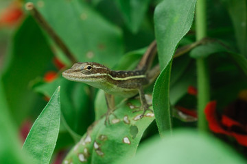 Anolis auratus - (Polychrotidae sauria)