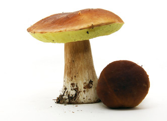Porcini mushroom (Boletus edulis) aka bolete or penny bun isolat