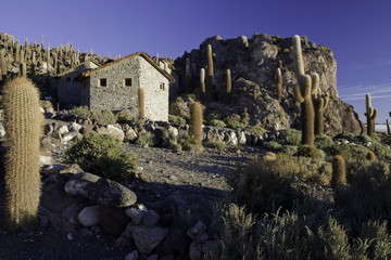 giant cactus at salt desert