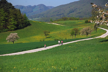 walk in springtime