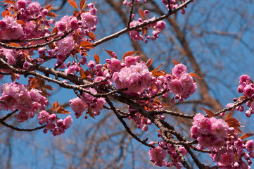Cherry tree flowers. Branch in blossom