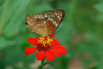 Anartia amathea