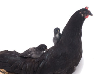 deux petits poussins sur le dos de leur mère