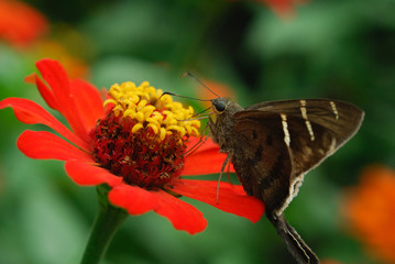 Potrillo skipper - (Cabares potrillo)