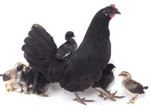 couv&eacute;e de petits poussins et la poule