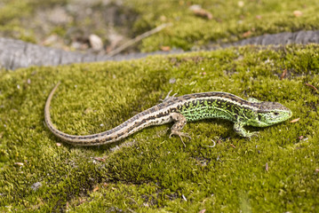lizard