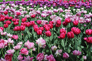 Tulpen in rosafarbenen Variationen