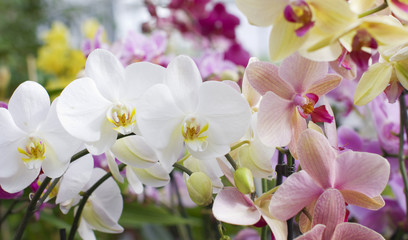 Obraz premium Orquideas