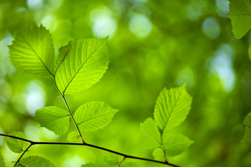 Fototapeta na wymiar Young spring leaves in wood