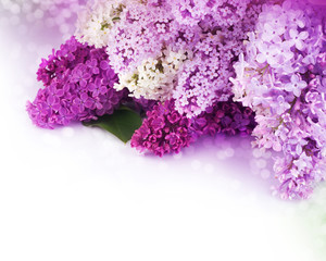 Beautiful Lilac Flowers Border
