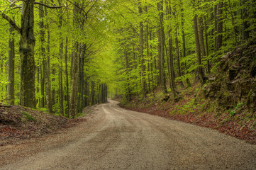 Fototapeta premium forest in fog
