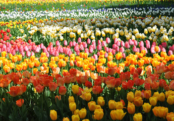 Buntes Tulpenfeld