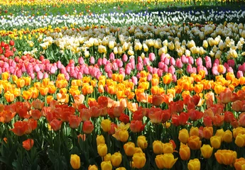 Poster de jardin Tulipe Buntes Tulpenfeld