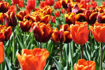 Fototapeta premium Tulpen orange-rot