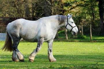 Fototapeta premium percheron dans son pré