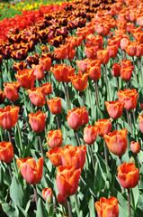 Tulpen orange-rot