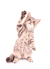 Young cat show paw isolated on white