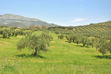 Fototapeta na wymiar Drzewa oliwne