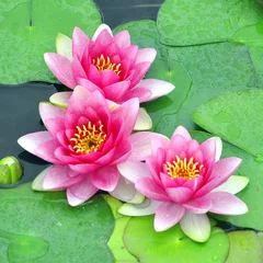 Peel and stick wall murals Waterlillies Pink water lilies