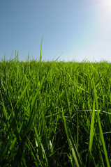 grass grassland