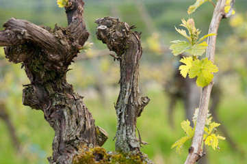 Weinrebe im Frühling 5