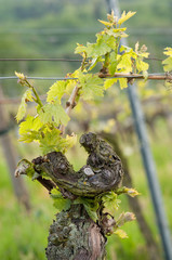 Weinreben im Frühling 4