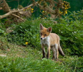 Red Fox cub