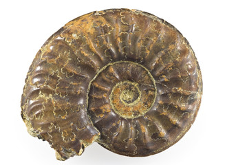 Ammonite showing the suture lines