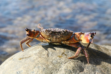 attacking crab on a stone near a sea