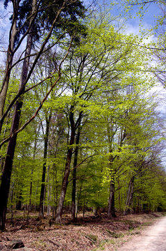 Laubwald im Frühjahr