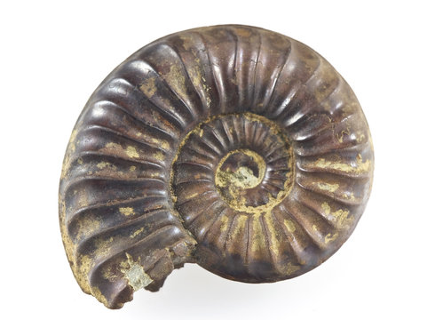 Ammonite Fossil isolated on a white background