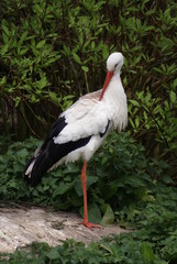 White Stork
