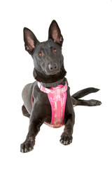 Belgium Shepherd (Malinois) dog isolated on a white background