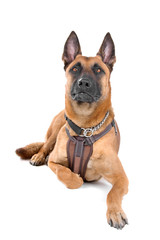 front view of a belgian shepherd dog(malinois) looking up