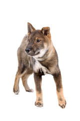 front view of a shikoku puppy