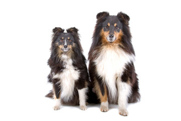 close up of two shetland sheepdogs (shelty)