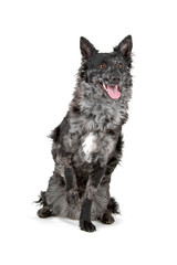 black and merle mudi dog sticking out tongue