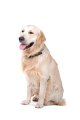 golden retriever dog isolated on a white background