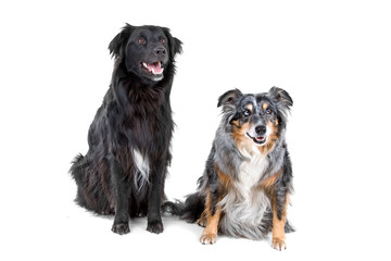 two border collie sheepdogs isolated on a white background