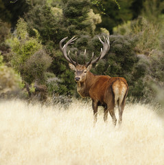 Red deer in New Zealand