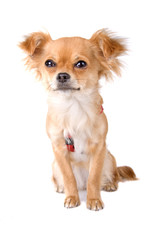 chihuahua dog on a white background