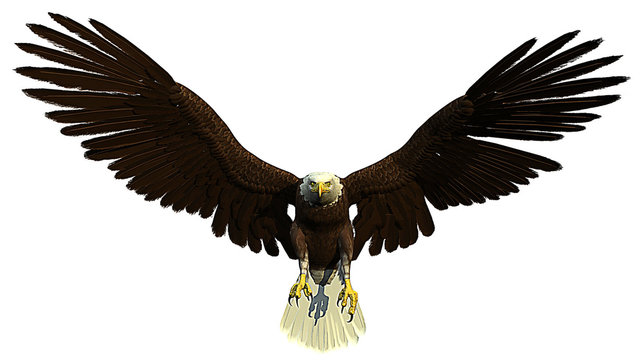 american bald eagle front