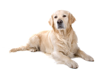 golden retriever dog isolated on a white background