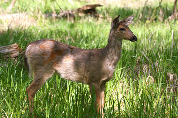 White-tailed Deer Young Doe Standing In Marsh Grass